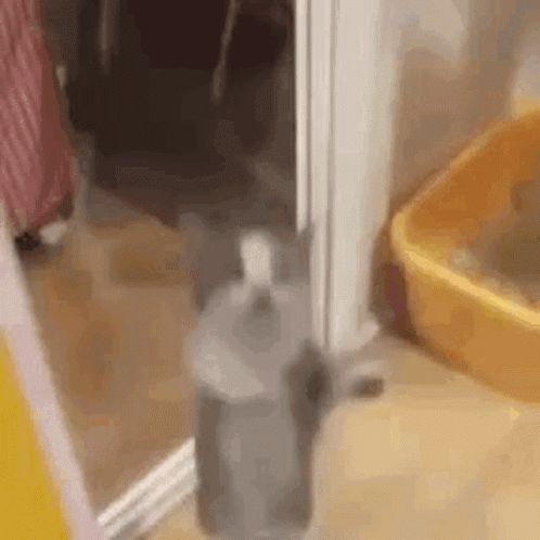 Cat Jump GIF - Cat Jump Sped Up GIFs
