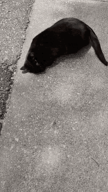 Cat Black Cat GIF - Cat Black Cat Kitty GIFs