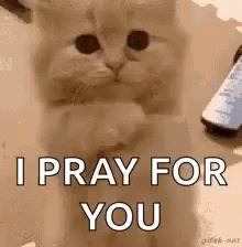 Praying Cat GIF