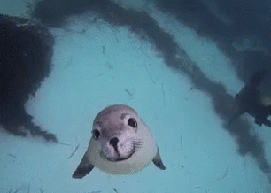 Seal Smile GIF - Seal Seals Smile GIFs