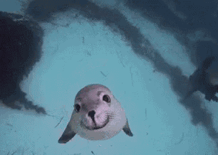 a seal is swimming in the water and looking at the camera .