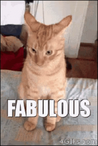 Fabulous Cat GIF - Fabulous Cat Awesome GIFs
