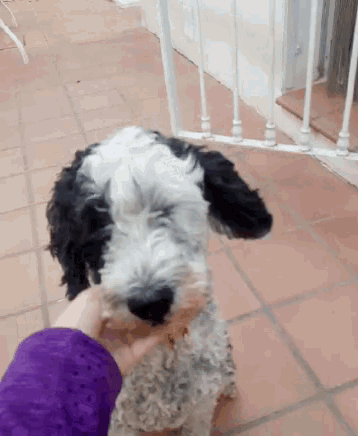 a person is petting a black and white dog