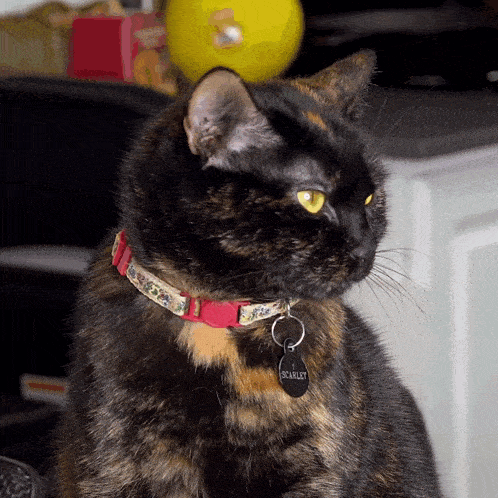 a cat with a tag that says scarlet