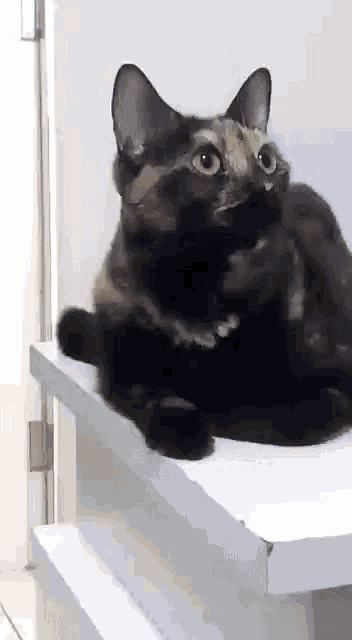 a calico cat is sitting on a white shelf and looking up at the camera .