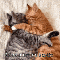 two cats hugging each other with the words " good morning bestie " on the bottom