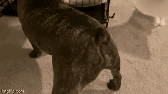 a dog standing next to a cage with imgflip.com written on the bottom right
