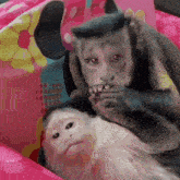 two monkeys are laying on a pink blanket .