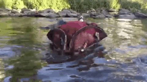 a dog in a red jacket is floating in a river .
