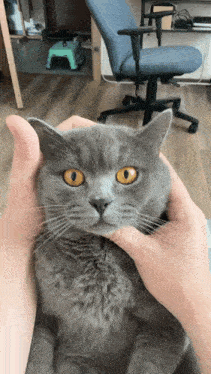 a person is petting a grey cat with yellow eyes