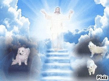 jesus is standing on top of a staircase in the sky with two dogs .