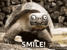 a turtle with big eyes is smiling with the words smile below it .