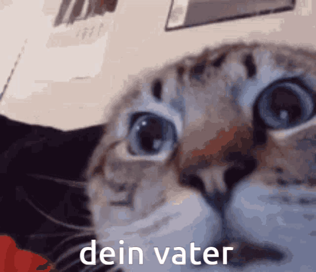 a close up of a cat 's face with the words dein vater written on the bottom
