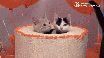 Cute Kitten GIF - Cute Kitten Cake GIFs