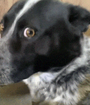 a close up of a black and white dog with a yellow eye