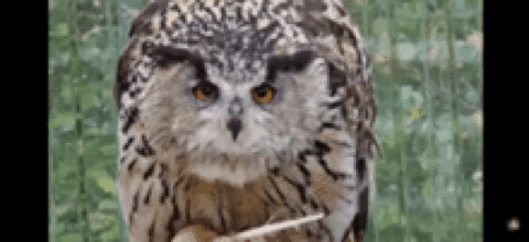 Yoll Owl GIF - Yoll Owl Ugu GIFs