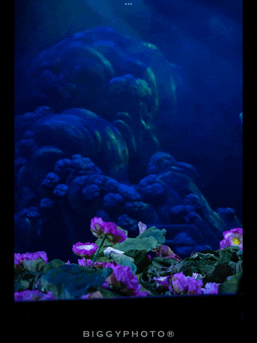 purple flowers in front of a blue background that says bigg photo