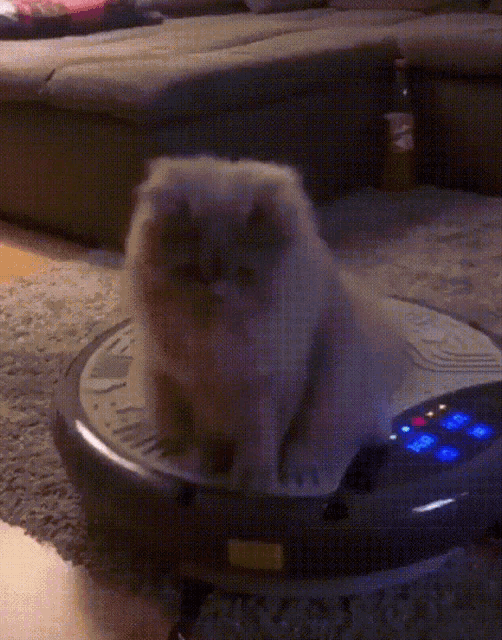 a cat sitting on top of a robotic vacuum cleaner that says ' sonic ' on it