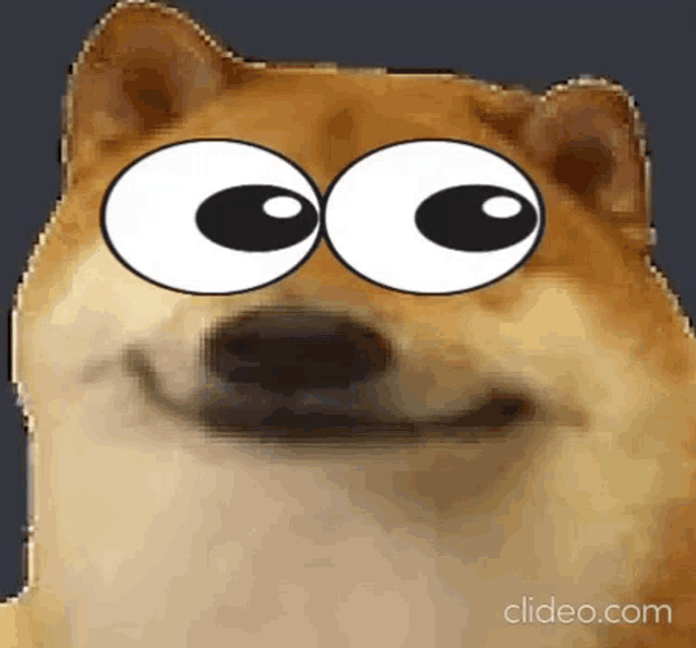 a close up of a dog with big eyes and a smile on its face .