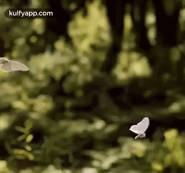 Flying.Gif GIF - Flying The Lion King Animals GIFs