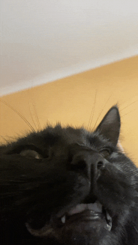 a close up of a cat 's face with a yellow background