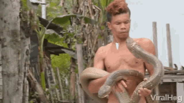 Pet Snake Pet Cobra GIF - Pet Snake Pet Cobra Dangerous Snakes GIFs