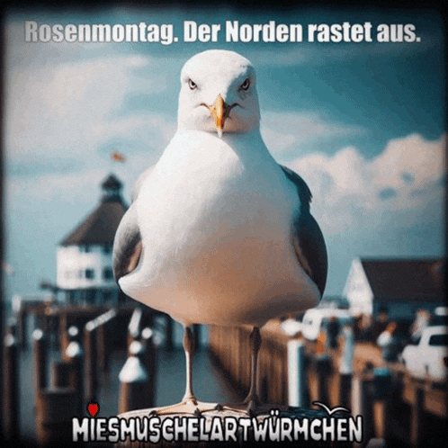 a seagull standing on a dock with the words rosenmontag der norden rastet aus on the bottom