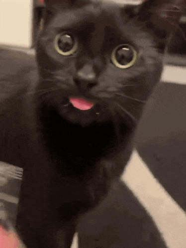 a black cat sticking its tongue out and looking at the camera