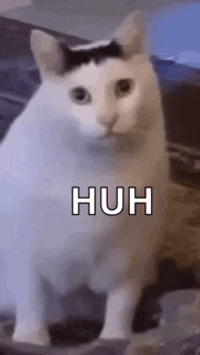 a white cat with a black stripe on its head is standing on a rock .