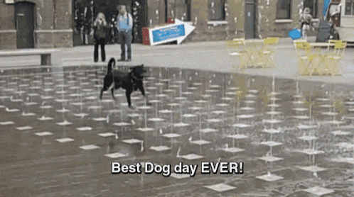 a black dog is running in a fountain with the words best dog day ever