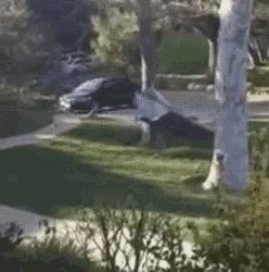 a blurred image of a car parked in a driveway next to a tree .