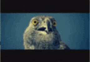 a close up of an owl looking at the camera