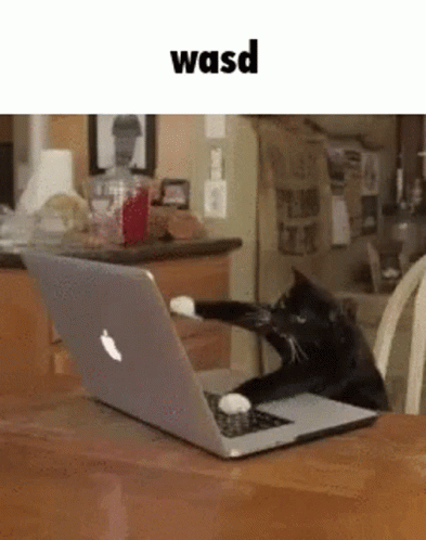 Wasd Cat GIF - Wasd Cat Cat Typing GIFs