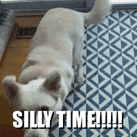 Silly Time Sillytime GIF - Silly Time Sillytime Dog GIFs