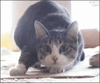 Dançando Shimmy GIF - Dançando Shimmy Cat GIFs