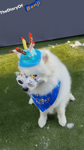 a white dog wearing a birthday hat and sunglasses is standing in front of a sign that says the diary of benji