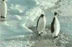 Penguin Falling GIF - GIFs