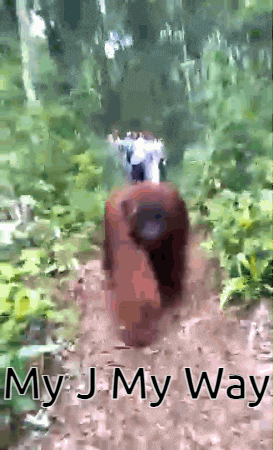 two orangutans are walking down a dirt path with the words " my j my way " written below them