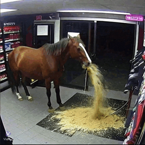 a horse standing in a store with a sign on the door that says exit