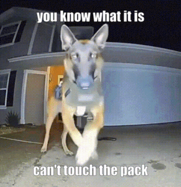 a dog standing in front of a house with the caption " you know what it is "