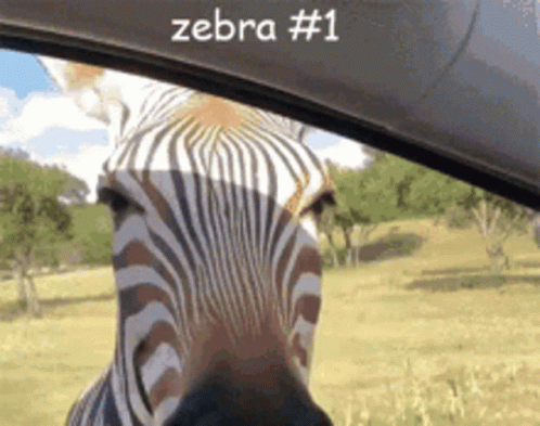 Zebra Zebras GIF
