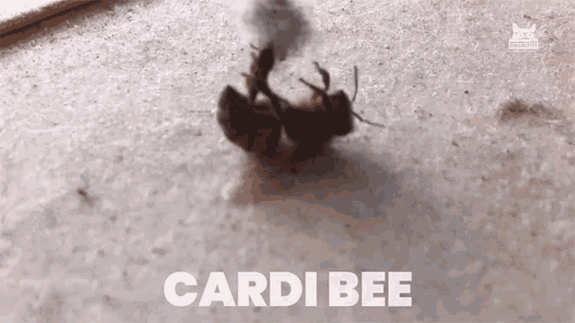 Cardi Bee Pun GIF - Cardi Bee Pun Play GIFs