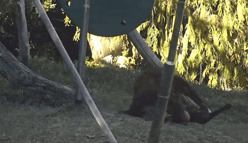 a squirrel laying in the grass near a tree