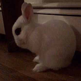 Cute Bunny GIF - Cute Bunny GIFs