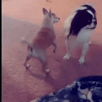 two small dogs are standing next to each other on the floor