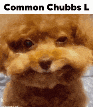 Chubbuluss GIF - Chubbuluss Chubb GIFs