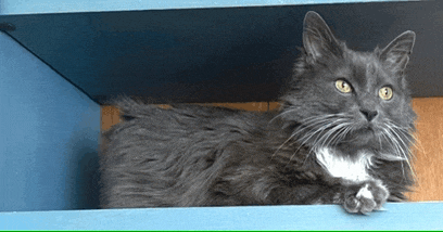 a gray cat laying on a blue shelf looking up