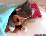 Cat Snuggle GIF - Cat Snuggle Bear GIFs