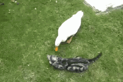 Duck And Cat GIF - Cat Duck Peck GIFs