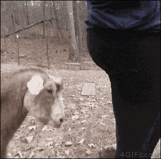 Funny Animals Goat GIF - Funny Animals Goat Angry GIFs